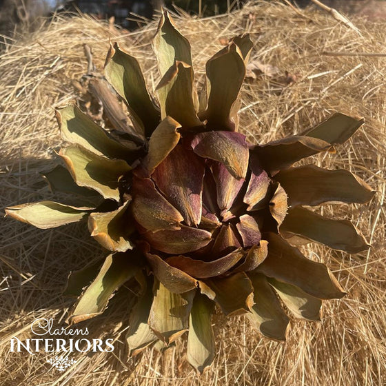 Dried Artichoke