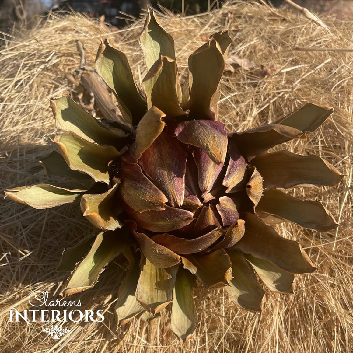 Dried Artichoke