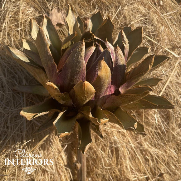 Dried Artichoke
