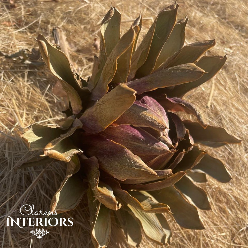 Dried Artichoke