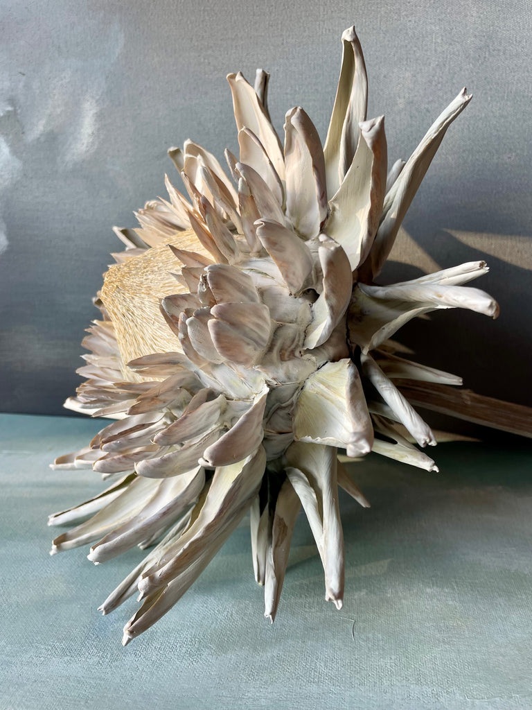 Forever Joy Artichoke - White Bloom, extra large