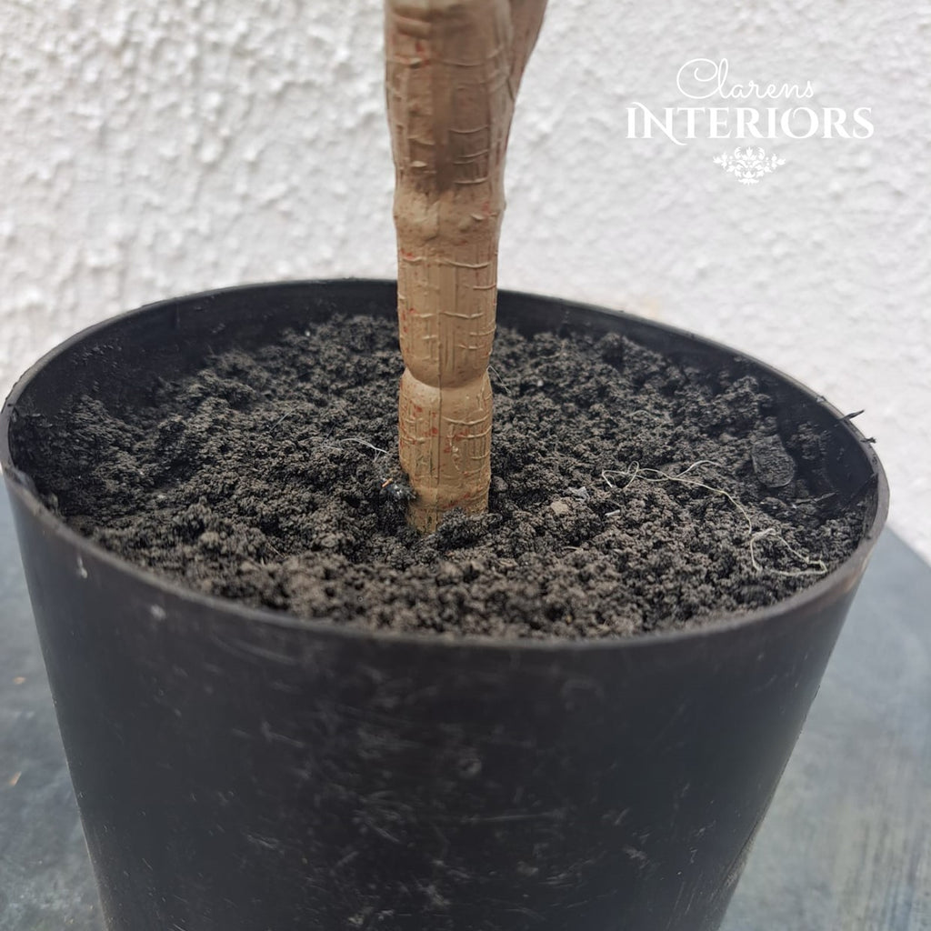 Croton Plant 26”/66cm varigated in pot