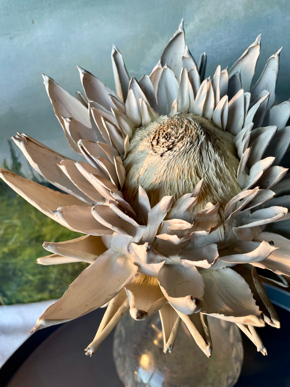 Forever Joy Artichoke - White Bloom, large