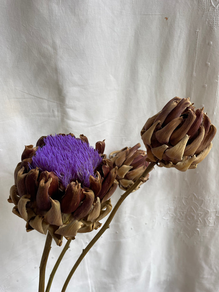 Dried Artichoke stem with buds no. 1
