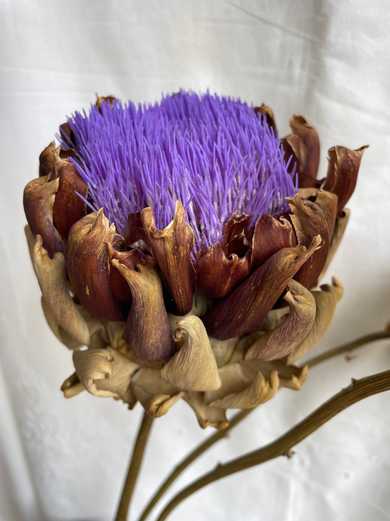 Dried Artichoke stem with buds no. 1