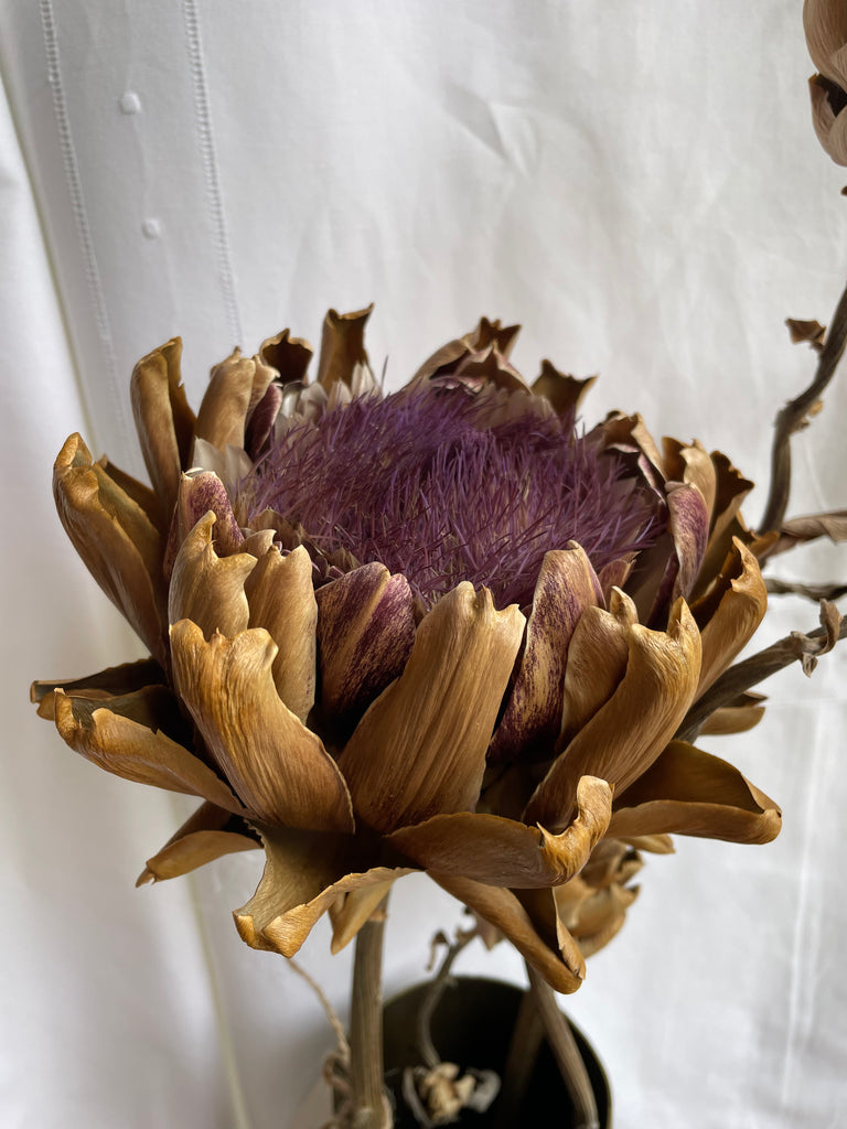Dried Artichoke stem with buds - no. 2