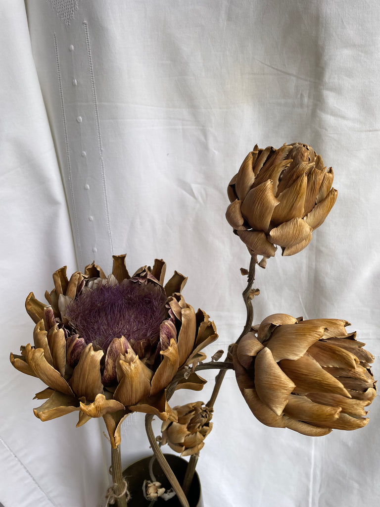 Dried Artichoke stem with buds - no. 2