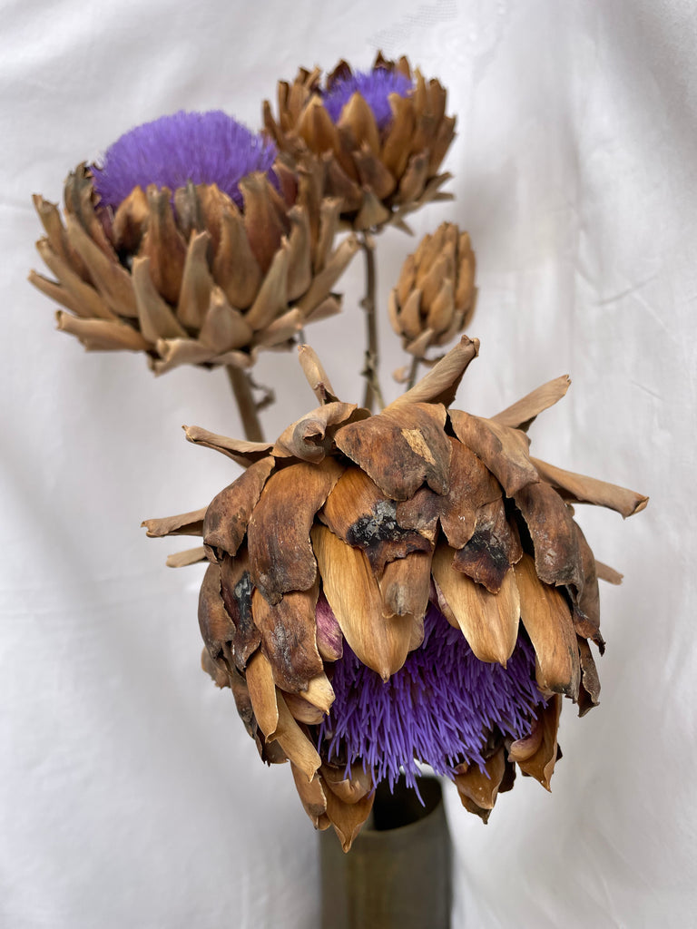 Dried Artichoke stem with buds - no. 3