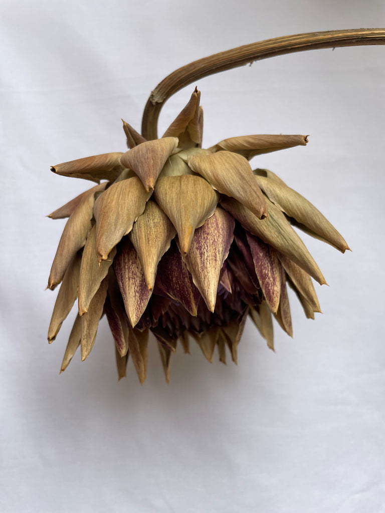 Dried Artichoke stem with buds - no. 4