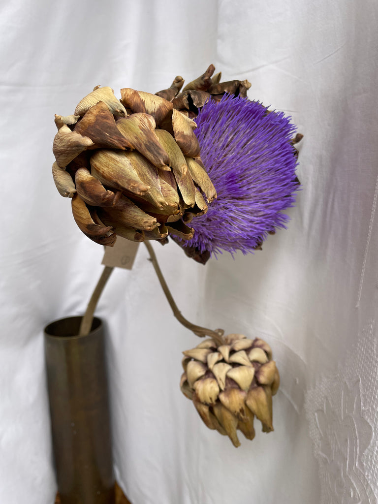 Dried Artichoke stem with buds - no. 5