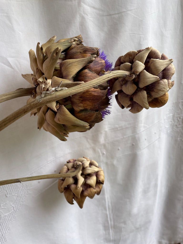 Dried Artichoke stem with buds - no. 5