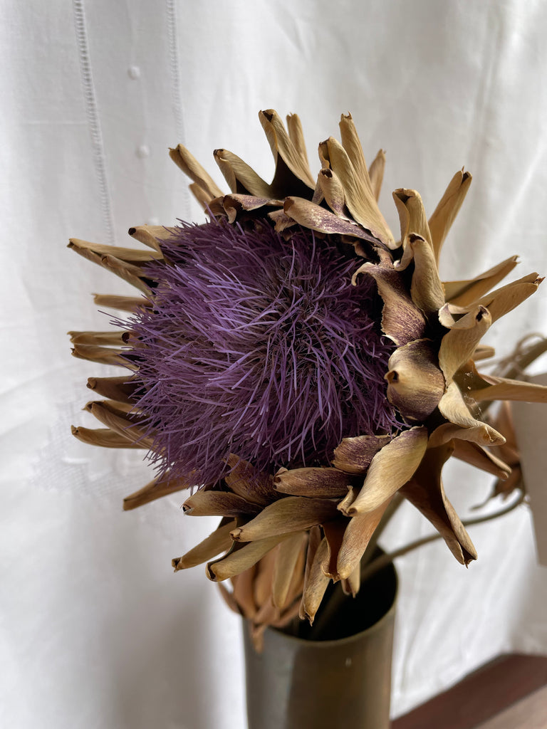 Dried Artichoke stem with buds - no. 6