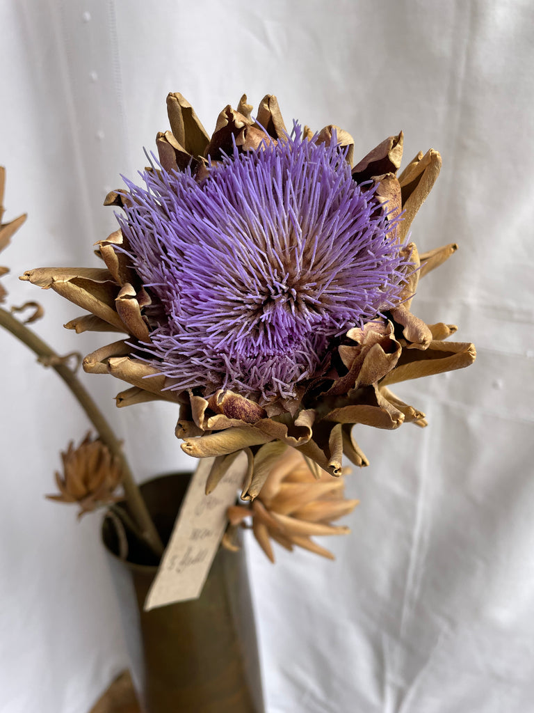 Dried Artichoke stem with buds - no. 6