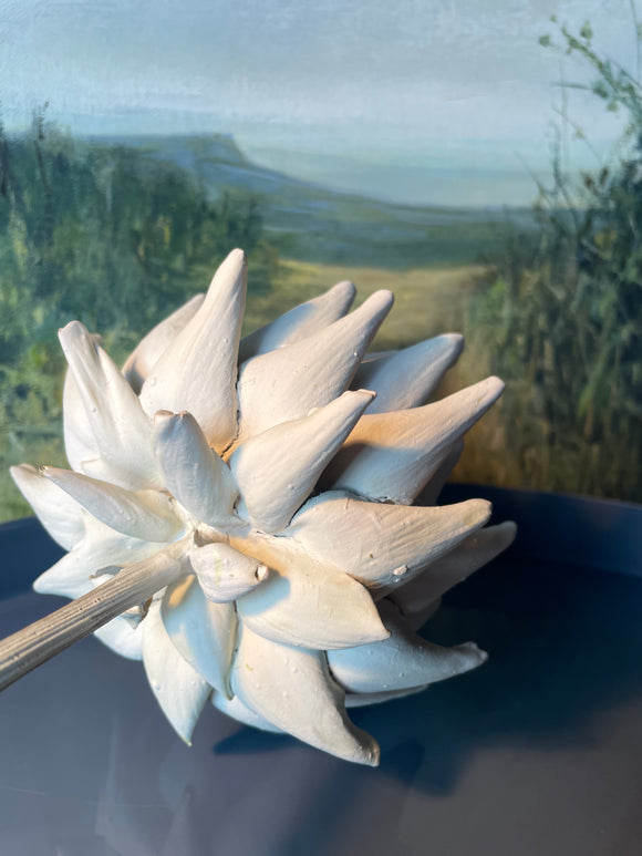 Forever Joy Artichoke - White bud, medium