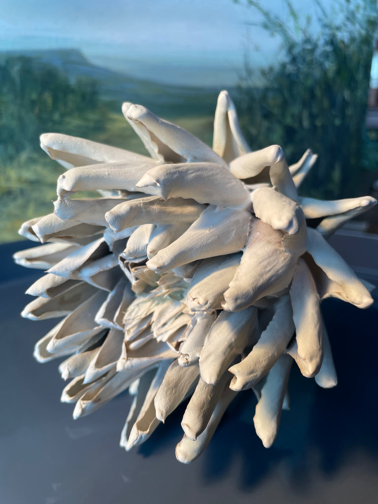 Forever Joy Artichoke - White bud, medium