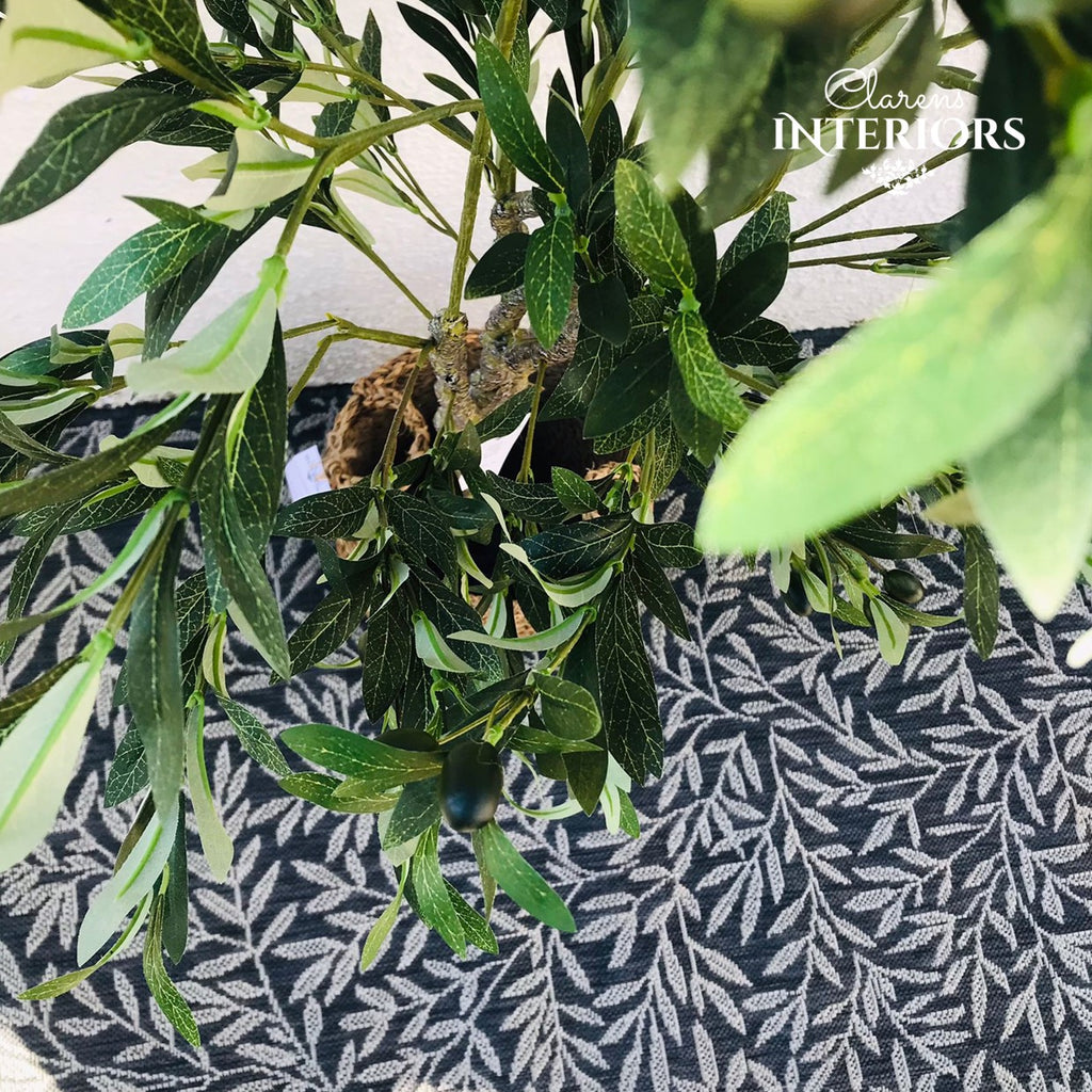 Olive tree 160cm in Pot