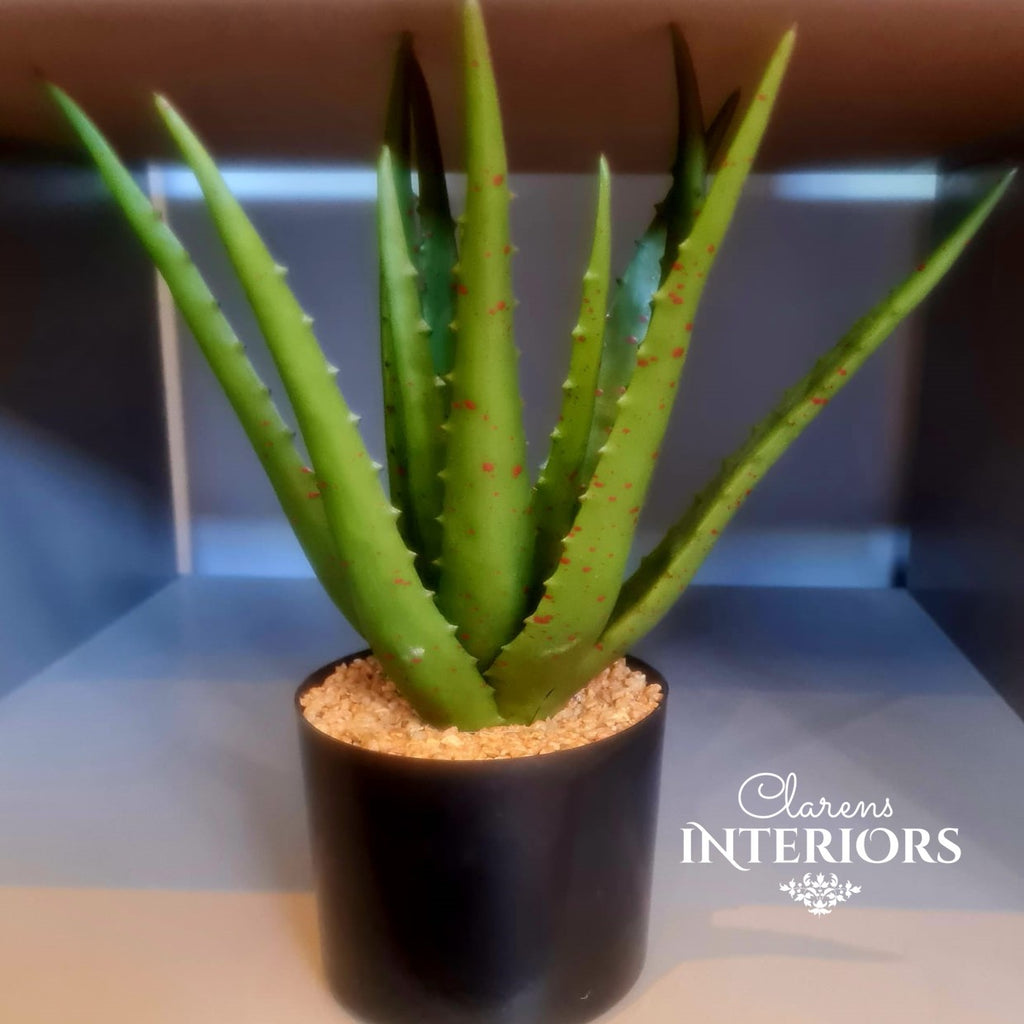 Aloe in Pot - 33cm