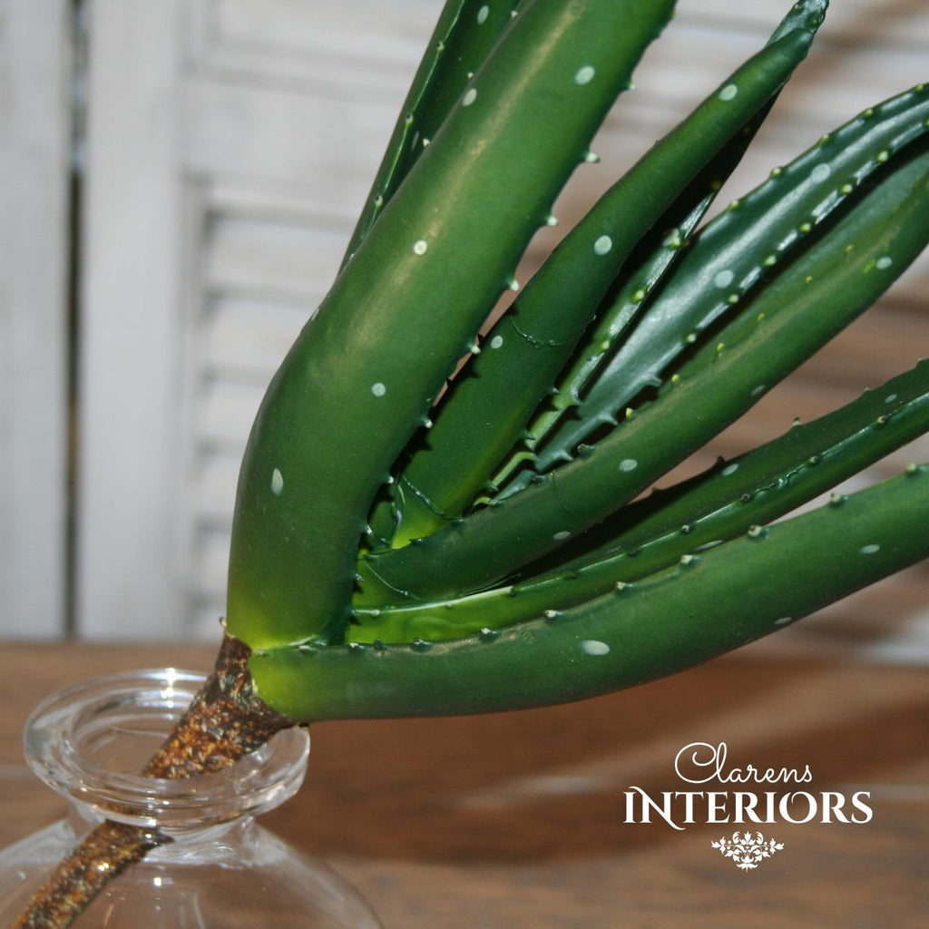 Aloe Bush