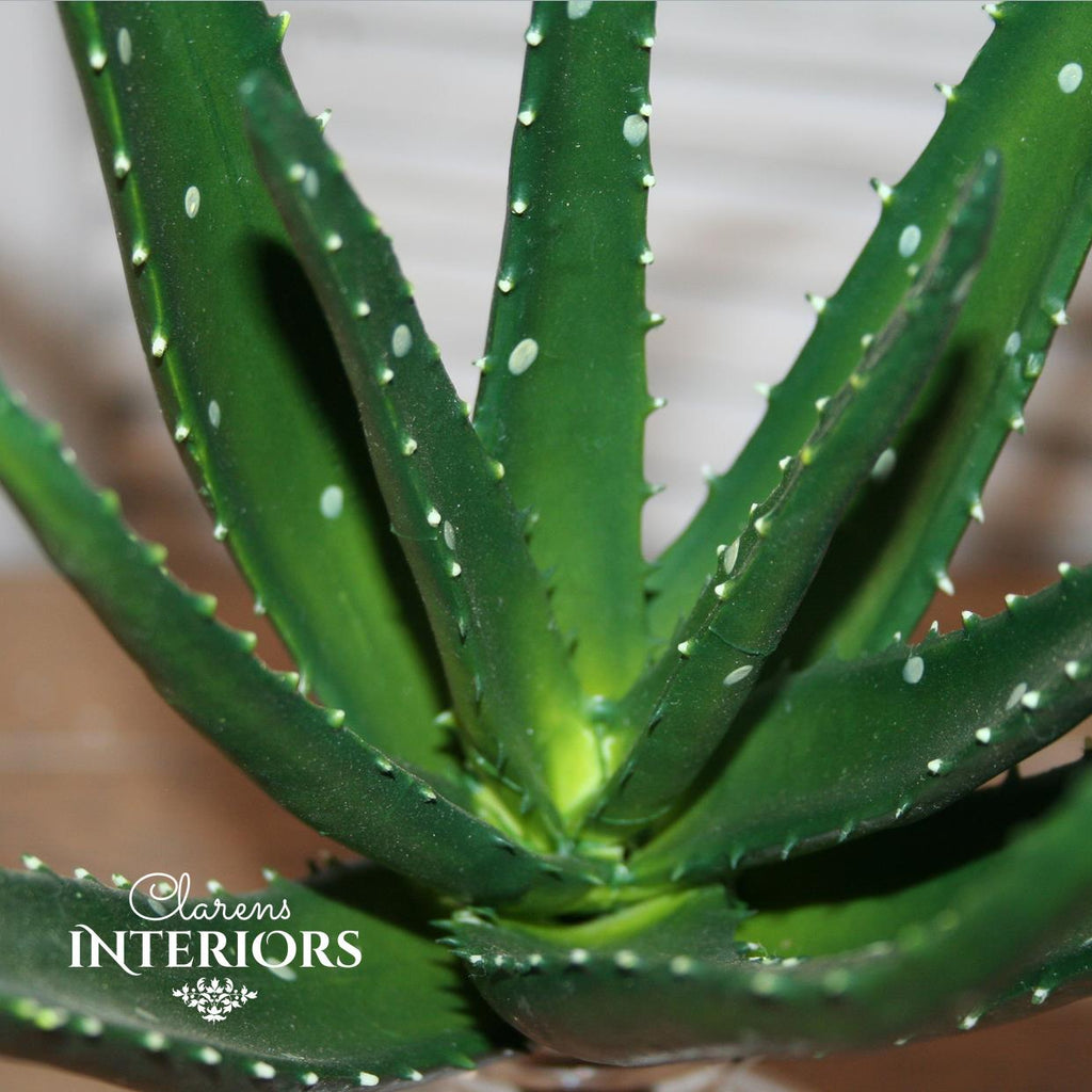 Aloe Bush